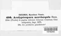 Acalyptospora nervisequi image